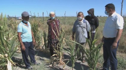 Түркістан облысында егістікке жетпей жатқан суды әкім өз шарбағына тартып алыпты
