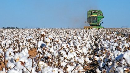 Жетісайда мақта теру науқаны басталып кетті