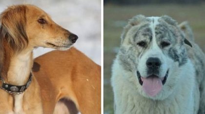 Нұр-Сұлтанда тазы мен төбеттің тұқымын сақтап, ит баулу өнері дамытылатын болды