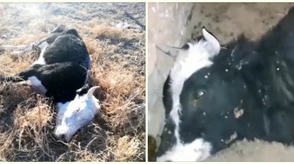 «Ақшамызды төлесін»: Атырау облысында ірі қара мал қырылып жатыр