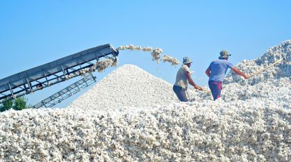 Мақта мәселесі толық шешімін табатын болды