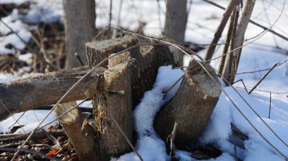 Қазақстанда ағаштарды заңсыз кескендерге жаза күшейтіледі