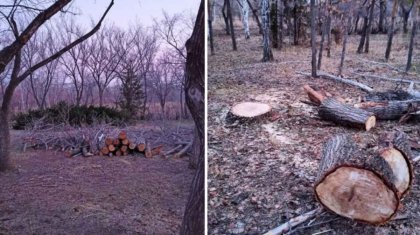 Астананың ағаштарын неге кесіп жатыр?