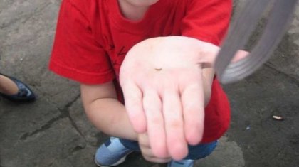 «Құрбан Айтта балалар көшеде ақша сұрай ала ма?». Халық арасында пікірталас туды