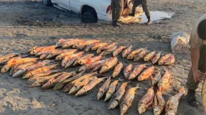 Шекарашылар браконьерлер көлігінен 136 млн теңгенің бекіре балығын тәркіледі