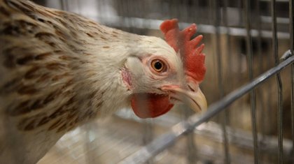 Ақмолада тауықтар аштықтан қырылып жатыр