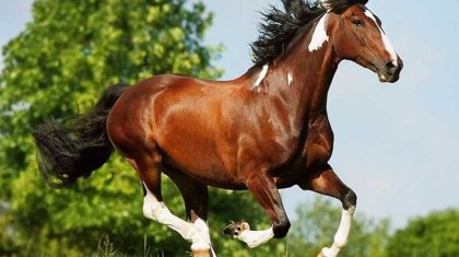 «Қазақ тарихы жылқының тұяғымен жазылған» - тарихшы