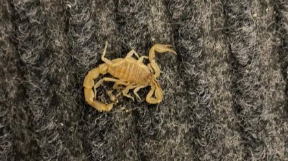 Атырауда жеке тұрғын үйлердің ауласында сарышаян қаптады