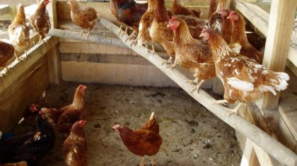 Ақтау тұрғыны көпқабатты үйдің төбесіне тауық қора салып алған (ВИДЕО)