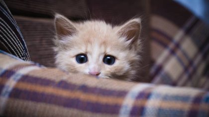 Мысықты өлтіріп балконға асып қойған атыраулық келіншек жұртты шошытты