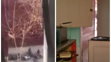 «Кептердің еті қосылған самса»: Желі қолданушыларын құстарды аулап жүрген аспаздың видеосы алаңдатты