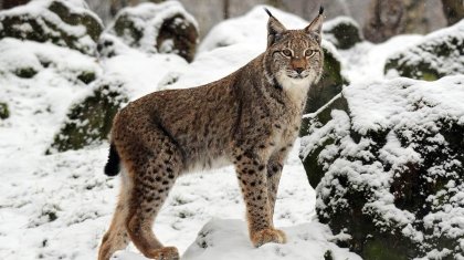 Сайрам-Өгем ұлттық паркінде Түркістан сілеусіні фототұзаққа түсіп қалды