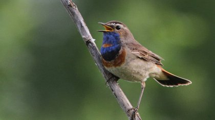 Бұлбұл жыл құсы болып жарияланды