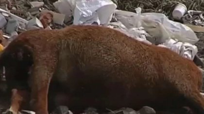 Өскемендегі егін алқабы өлекселерге толып қалған