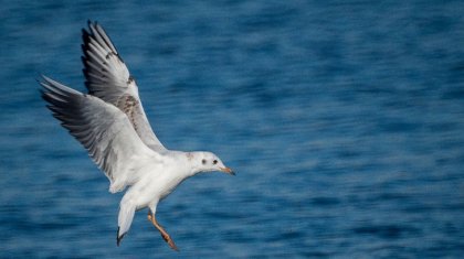 Атырауда қырылған шағалалардан құс тұмауы анықталды