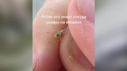 Қазнетте «Билл Гейтстің мутант масасы» туралы видео тарап жатыр