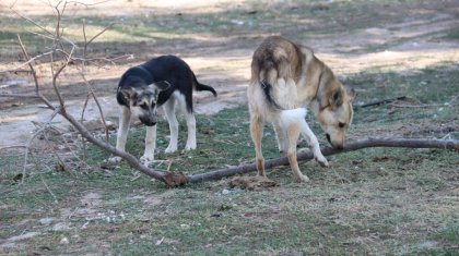 Байлаулы тұрған итті жеп кетеді: Павлодар облысында қаңғыбас иттер малға шабуылдай бастаған