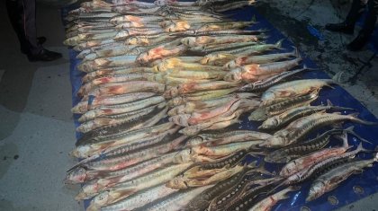 Ақтауда Lexus тізгіндегендерден 302 кг бекіре тұқымдас балық тәркіленді