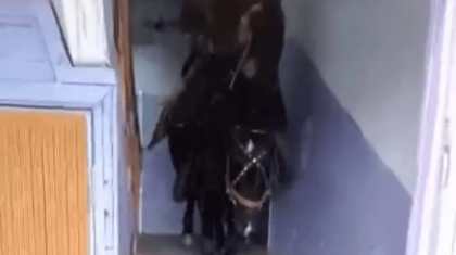 Қарағанды тұрғыны бесінші қабатқа атпен шыққан: Полиция пікір білдірді (ВИДЕО)