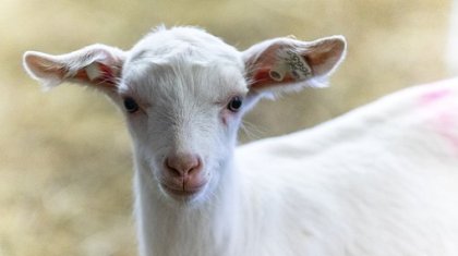 Алты аяқты ерекше қозы дүниеге келді