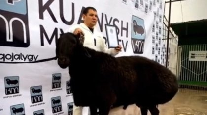 Еліміздегі ең ауыр қошқар рекордтар кітабына енді