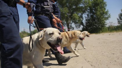 «Төрт аяқты құтқарушы». ТЖМ иттері туралы толығырақ