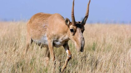 Батыс Қазақстан облысында киіктер қырылып жатыр