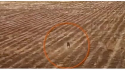 «Өркеші бар»: боливиялық фермер мифологиялық жануар чупакабраны видеоға түсіріп алған