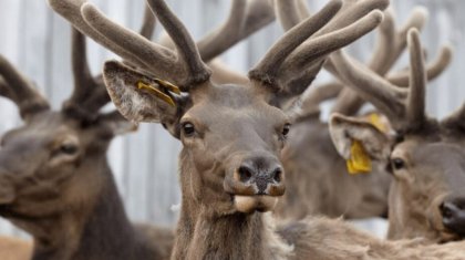 Шығыс Қазақстанда полиция маралдың мүйізінен қан алып жатқан видеоға қатысты тексеру жүргізді