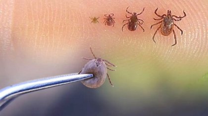 Түркістан облысының 9 тұрғынынан Конго-Қырым қанды безгегі табылды