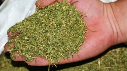 Таразда РФ азаматы есірткі өсірген