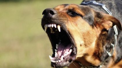 Батыс Қазақстан облысында төрт жасар баланы ит талап тастады