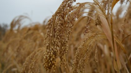 Президент Үкіметке астық өндіретін фермерлерге көмек көрсетуді тапсырды