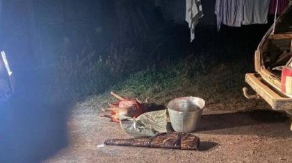 Жетісу облысында елік атқан браконьер ұсталды