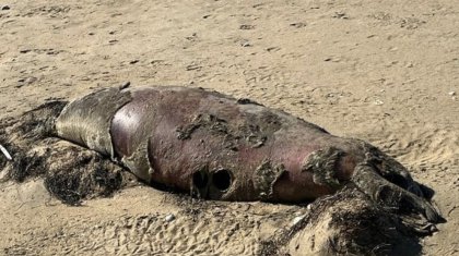 Каспий жағалауынан отызға жуық итбалық пен бекіре табылды