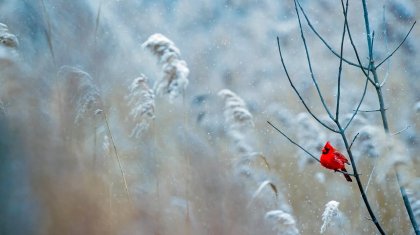 Демалыс күндері ауа райы қалай құбылады