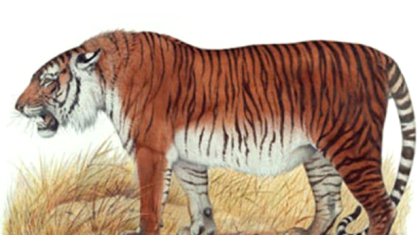 Тұран жолбарысы неліктен жойылып кетті және оны «қайта тірілту» мүмкін бе?