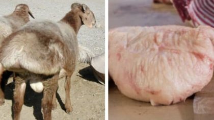 Құйрық майдың біз білмейтін пайдасы