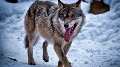 Қостанай облысында белгісіз жыртқыш қойларды қырып кетті