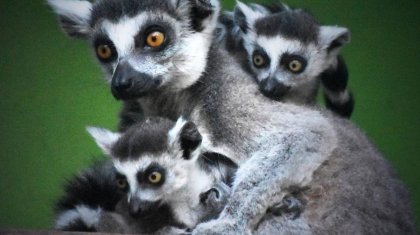 Алматы хайуанаттар бағы жаңа жануарлармен толықты