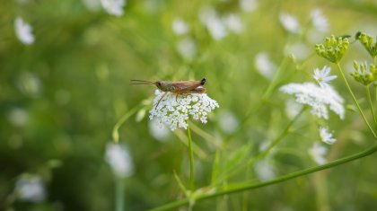 Шегірткемен күреске бюджеттен 4 млрд теңгеге жуық ақша бөлінді