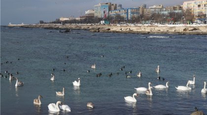 Ақтауда аққулардың қырылуына қатысты әкімшілік істер қозғалды
