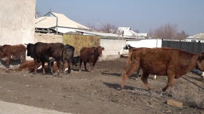 Түркістан облысындағы ауылда шибөрі қаптаған