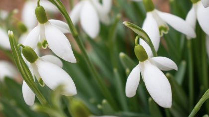 Түркістанда бәйшешек гүлдеді