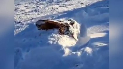 Қарға батып өлген бір үйір жылқының иесі іздестірілуде