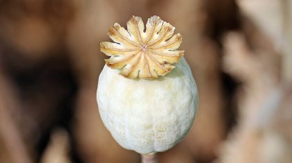 Ақмола облысында көкнәр тұқымын сатқан 2 адам сотталды