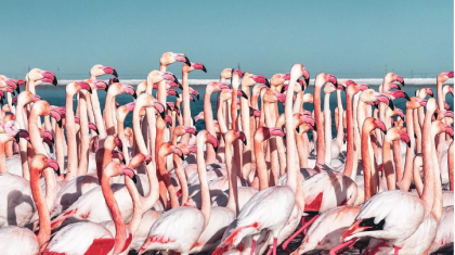 Қызғылт қоқиқаздар қайта оралды (ВИДЕО)