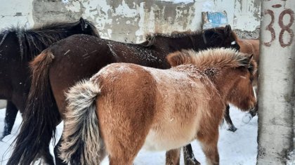 Полицейлер боранда жоғалған 72 жылқыны тауып берді