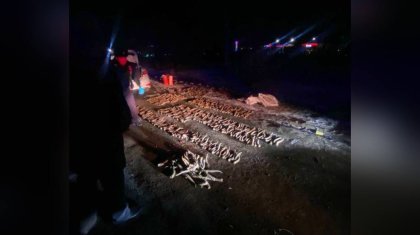 Орал қаласында полиция қызметкерлері шамамен 600 киік мүйізін тәркіледі