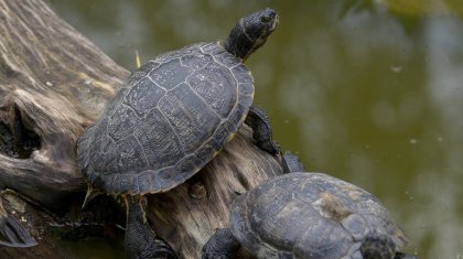 Тасбақа етін жеген 8 адам көз жұмды
